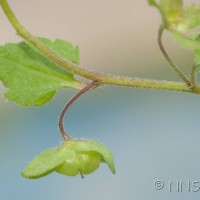 Green Field-speedwell